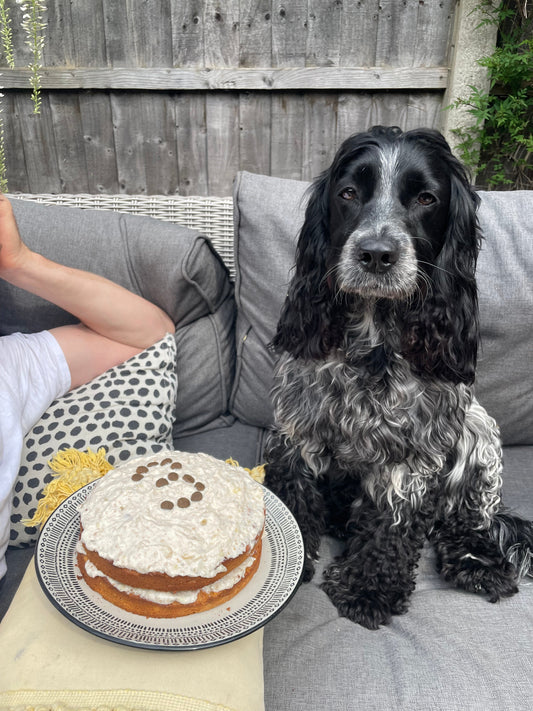 Blue roan cocker spaniel dog sitting with a dog friendly birthday cake. 