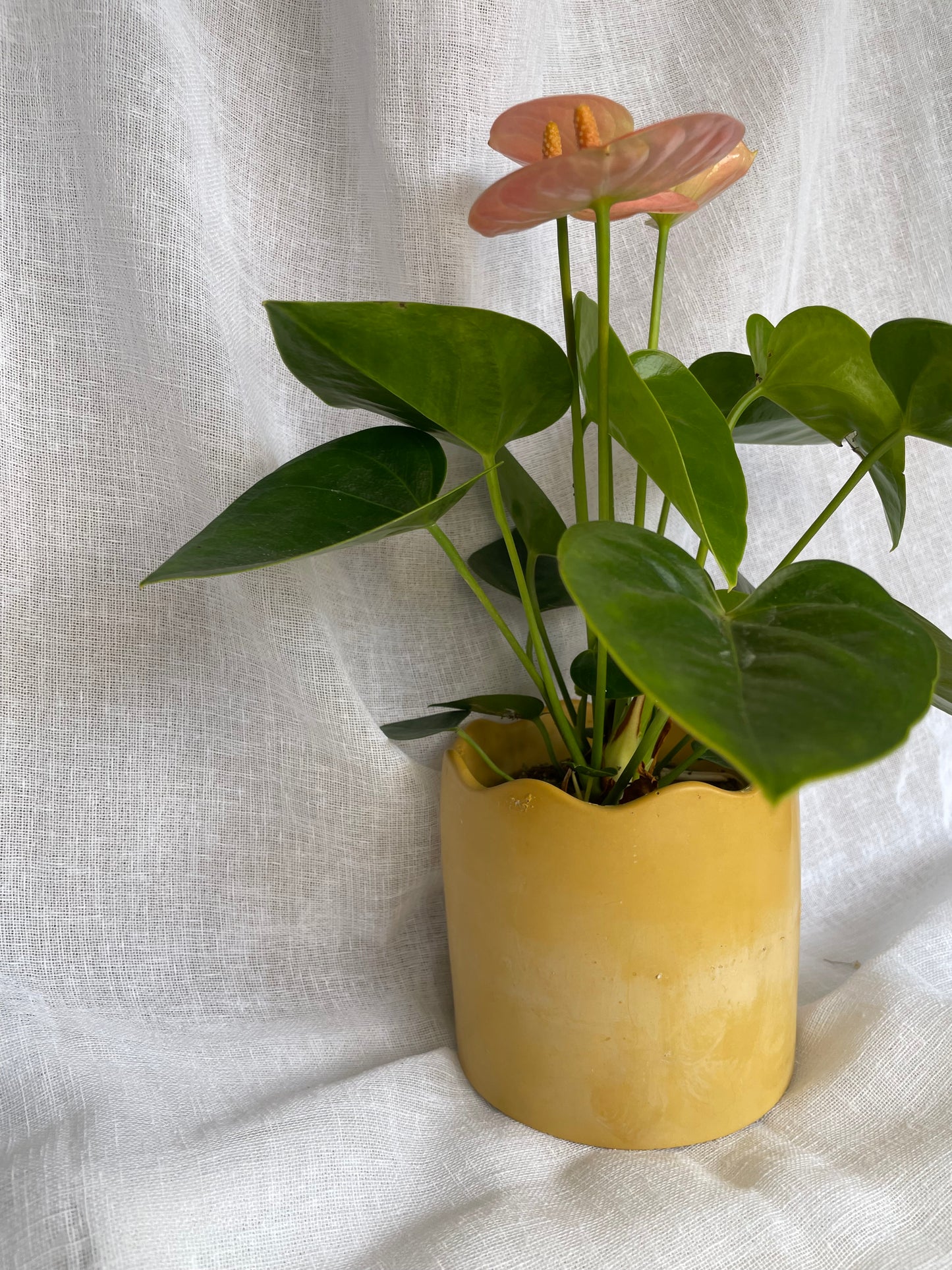 Mustard Yellow Wavy Planter