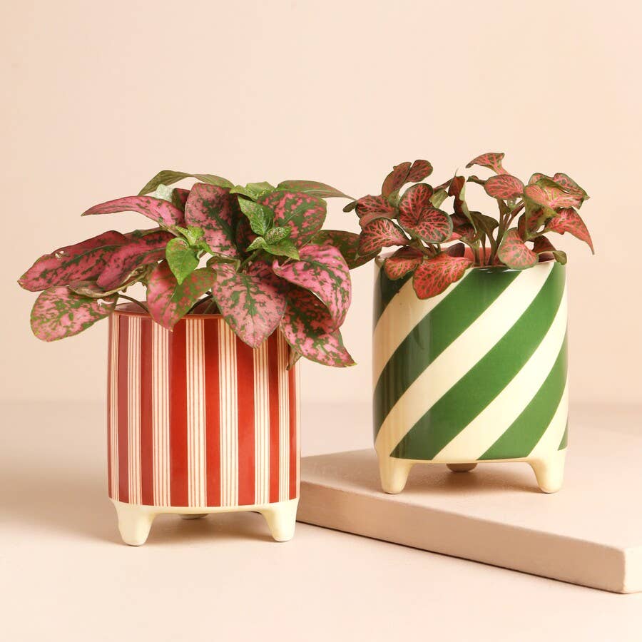 Green Candy Cane Stripe Mini Planter