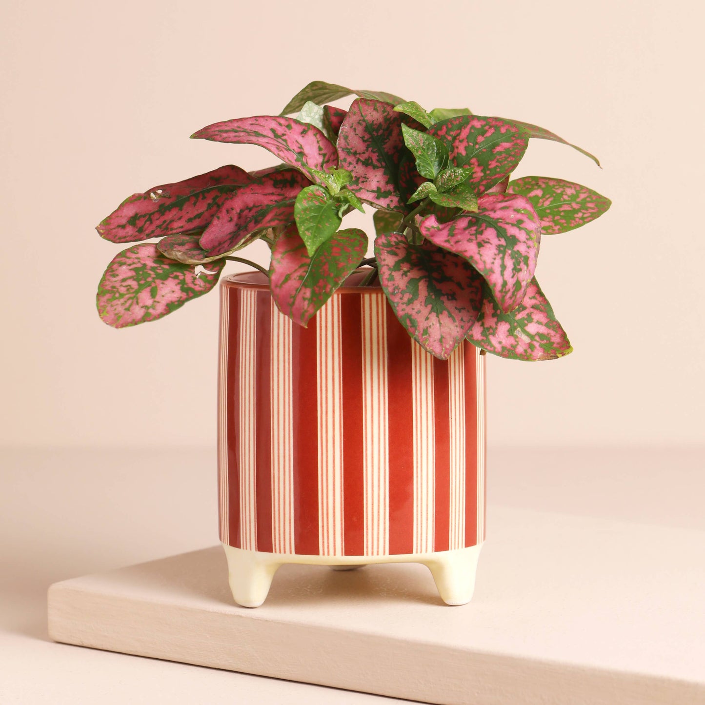 Red Candy Cane Stripe Mini Planter